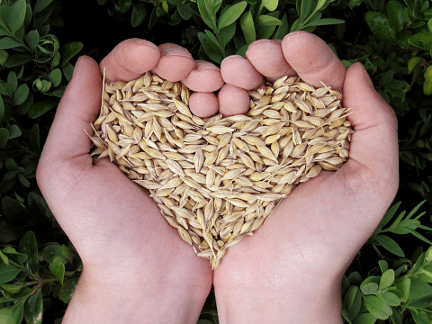 uslugi rolnicze uslugi rolne sprzedaz nasion certyfikat ekologiczny